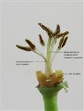  Stamens and Disc glands in Male Flower (Calyx and Corolla removed)